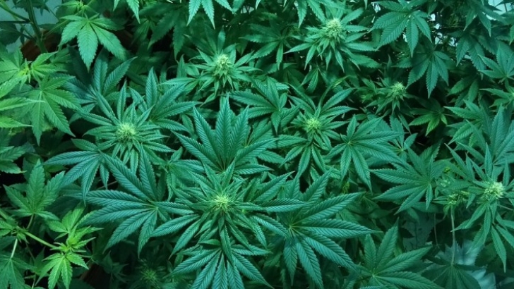 Has Canada’s last marijuana arrest already taken place 